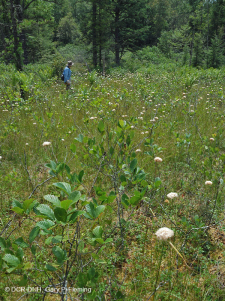 مستنقع صنوبر الآبالاش المركزي - CEGL007056