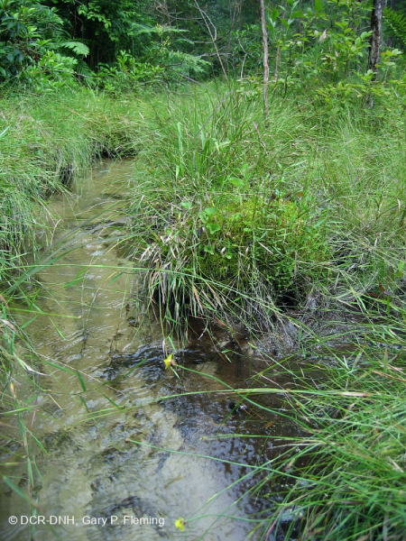 مستنقع السهول الساحلية/مستنقع بيدمونت الخارجي - CEGL006499