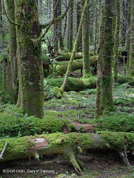 غابة فريزر التنوب - CEGL006049