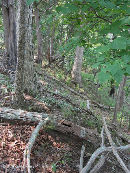 غابة السهول الساحلية الجافة الكلسية الجافة - CEGL007748