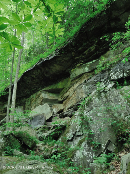 جرف الحجر الرملي الجاف في جبال كمبرلاند - CEGL004392