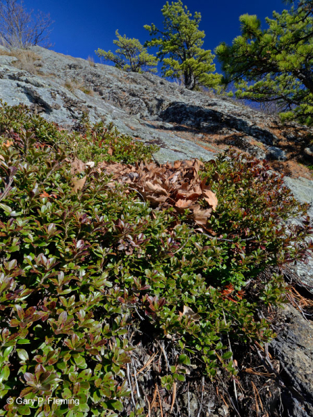 غابات البلوط الجاف في وسط جبال الأبلاش - غابات الصنوبر في Virginia – CEGL008540