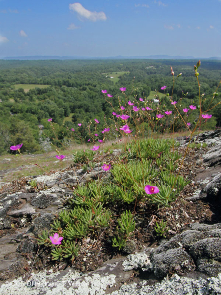 بيدمونت مافيك بارين - CEGL006294