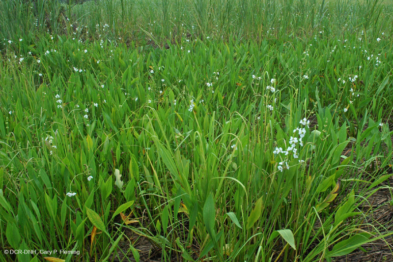 مستنقعات أوليغوهالين المد والجزر (نوع الأعشاب المختلطة) - CEGL006181
