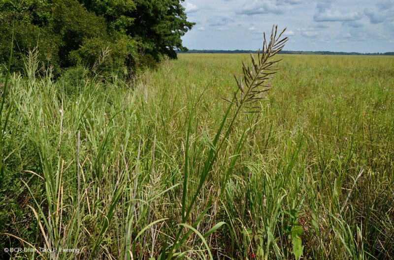 مستنقعات أوليغوهالين المد والجزر (نوع الأعشاب المختلطة) - CEGL006181