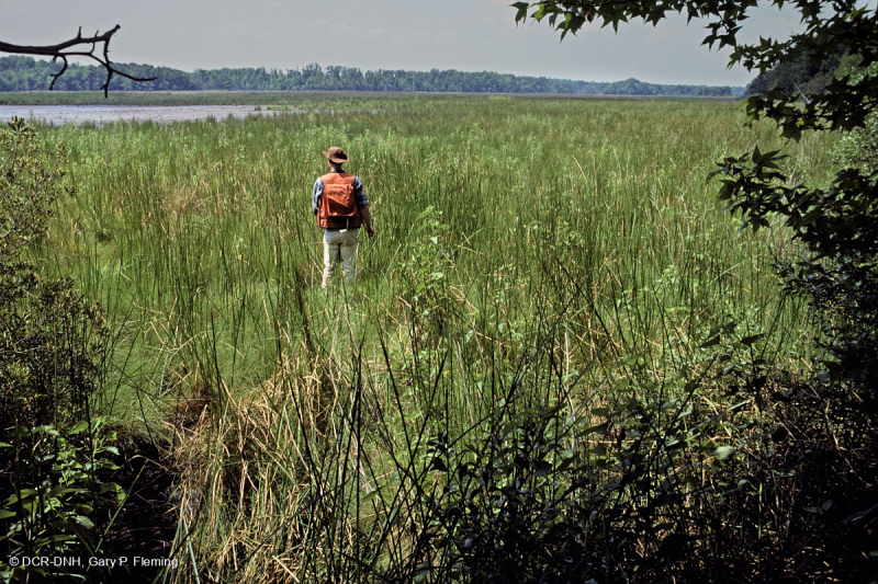مستنقعات أوليغوهالين المد والجزر (عشب المرج المالح - نوع المستنقعات الداخلية المنخفضة أولي ثلاثي المربعات) - CEGL006612