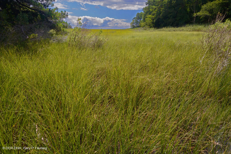 مستنقعات أوليغوهالين المد والجزر (نوع المستنقعات المدية (سبيكروش المنقار - نوع الحافة الملحية الحديدي الملحي) - CEGL006611