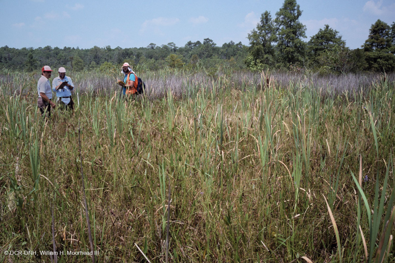 مستنقعات أوليغوهالين المد والجزر (زاحف سبيكروش - نوع رأس السهم ذو اللسان الثور) - CEGL004628