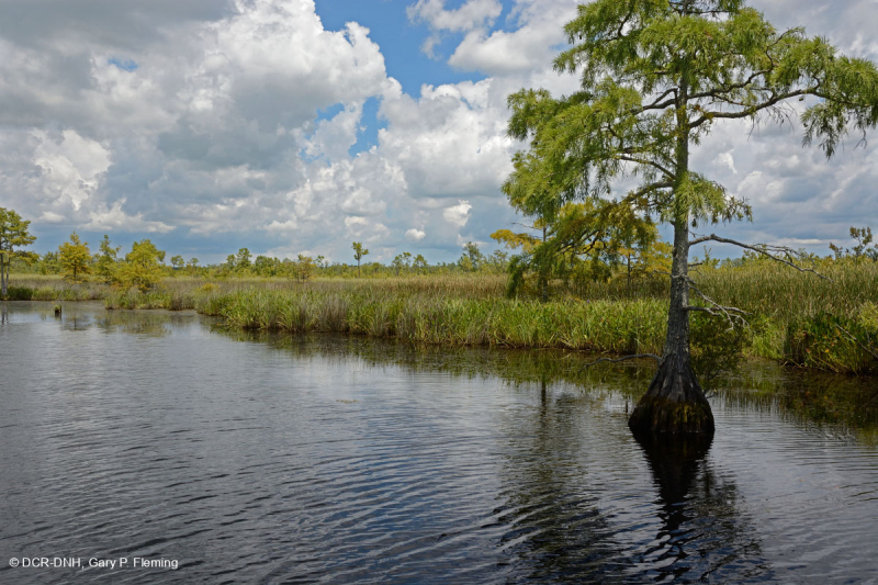 مستنقعات أوليغوهالين المد والجزر (زاحف سبيكروش - نوع رأس السهم ذو اللسان الثور) - CEGL004628