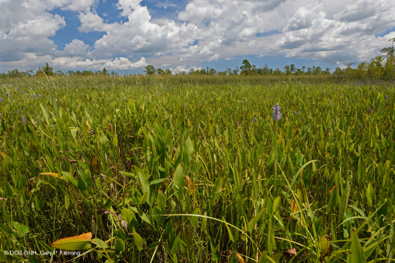 مستنقعات أوليغوهالين المد والجزر (زاحف سبيكروش - نوع رأس السهم ذو اللسان الثور) - CEGL004628