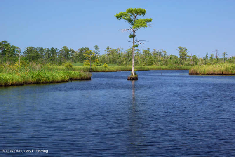 مستنقعات أوليغوهالين المد والجزر (زاحف سبيكروش - نوع رأس السهم ذو اللسان الثور) - CEGL004628