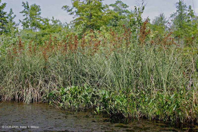 مستنقعات أوليغوهالين المد والجزر (زاحف سبيكروش - نوع رأس السهم ذو اللسان الثور) - CEGL004628