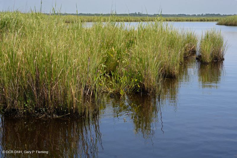مستنقعات أوليغوهالين المد والجزر (نوع الحبل الكبير) - CEGL007741