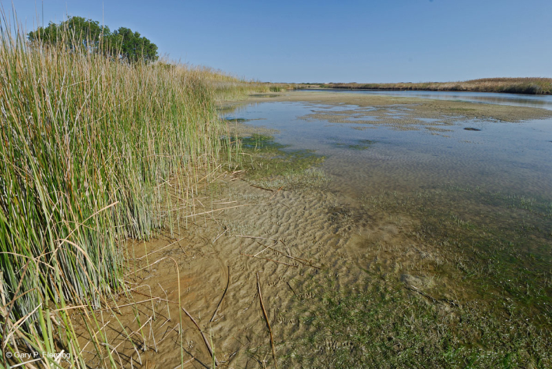 مستنقعات أوليغوهالين المد والجزر (زاحف سبيكروش - نوع رأس السهم ذو اللسان الثور) - CEGL004628