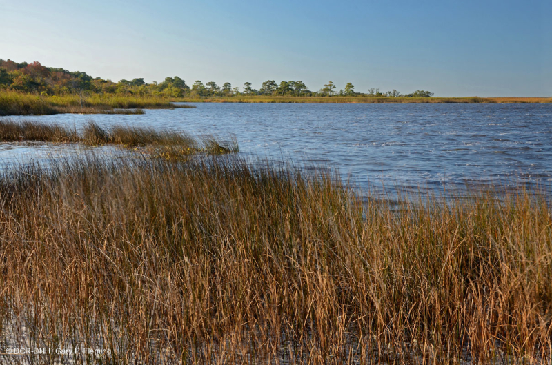 مستنقعات أوليغوهالين المد والجزر (زاحف سبيكروش - نوع رأس السهم ذو اللسان الثور) - CEGL004628