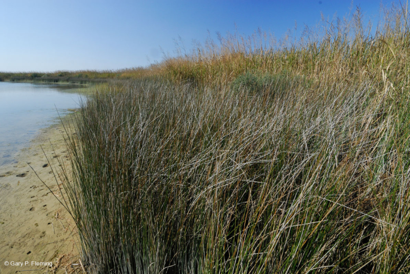 مستنقع أوليغوهالين المد والجزر (نوع نيدليروش الأسود) - CEGL004660