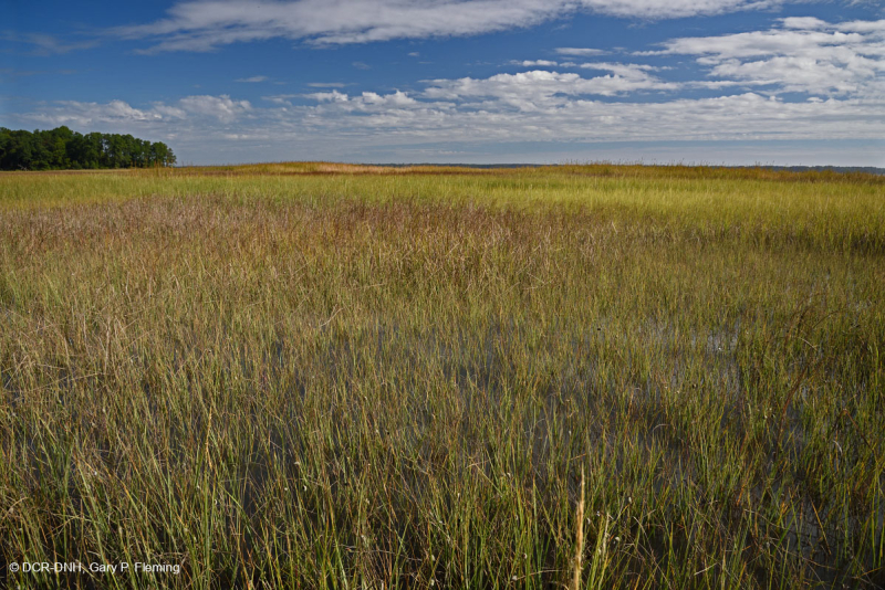 المستنقعات المالحة النهرية (عشب المستنقعات المالحة - نوع المستنقعات المالحة البلورية) - CEGL006416