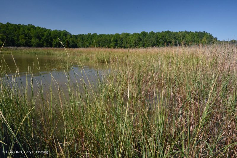 المستنقعات المالحة النهرية (عشب المستنقعات المالحة - نوع المستنقعات المالحة البلورية) - CEGL006416