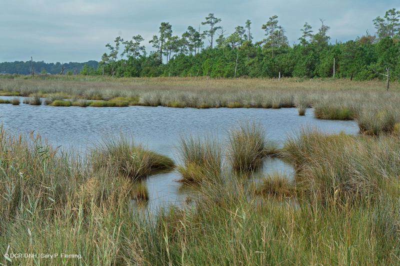 بلاك نيدليروش المستنقعات المالحة - CEGL004186