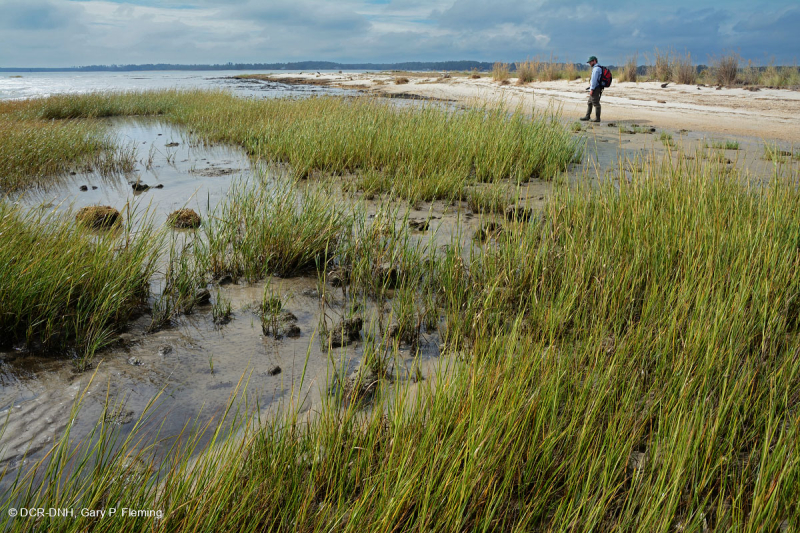 المستنقعات المالحة المنخفضة (نوع المستنقعات المالحة الحبلية) - CEGL004192