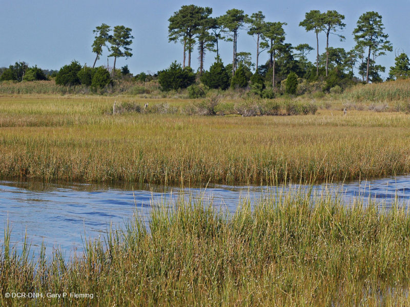 المستنقعات المالحة المنخفضة (نوع المستنقعات المالحة الحبلية) - CEGL004192