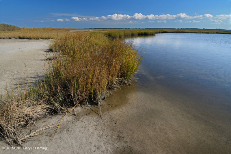 المستنقعات المالحة المنخفضة (نوع المستنقعات المالحة الحبلية) - CEGL004192