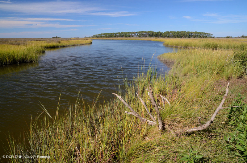 المستنقعات المالحة المنخفضة (نوع المستنقعات المالحة الحبلية) - CEGL004192