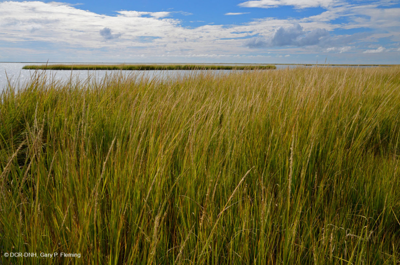 المستنقعات المالحة المنخفضة (نوع المستنقعات المالحة الحبلية) - CEGL004192