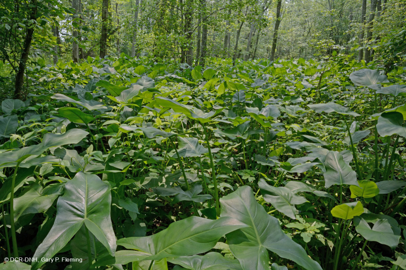 مستنقع الخشب الصلب المد والجزر في المياه العذبة - CEGL006287