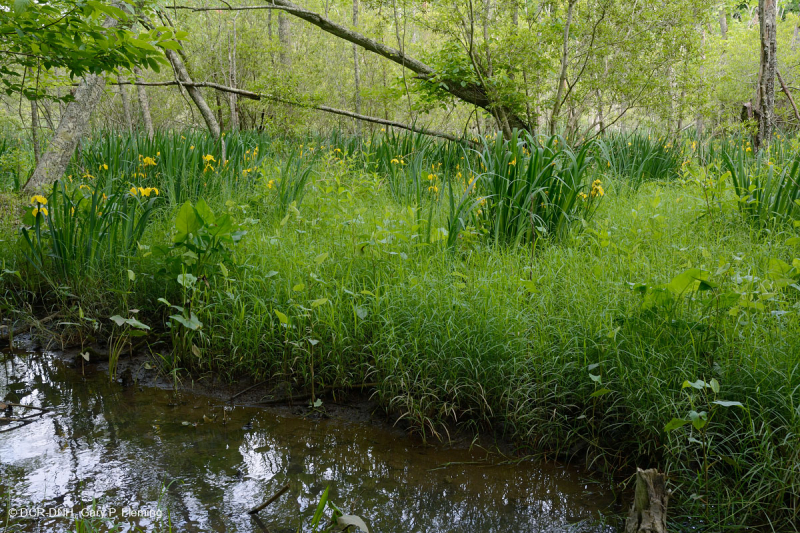 مستنقع الخشب الصلب المد والجزر في المياه العذبة - CEGL006287