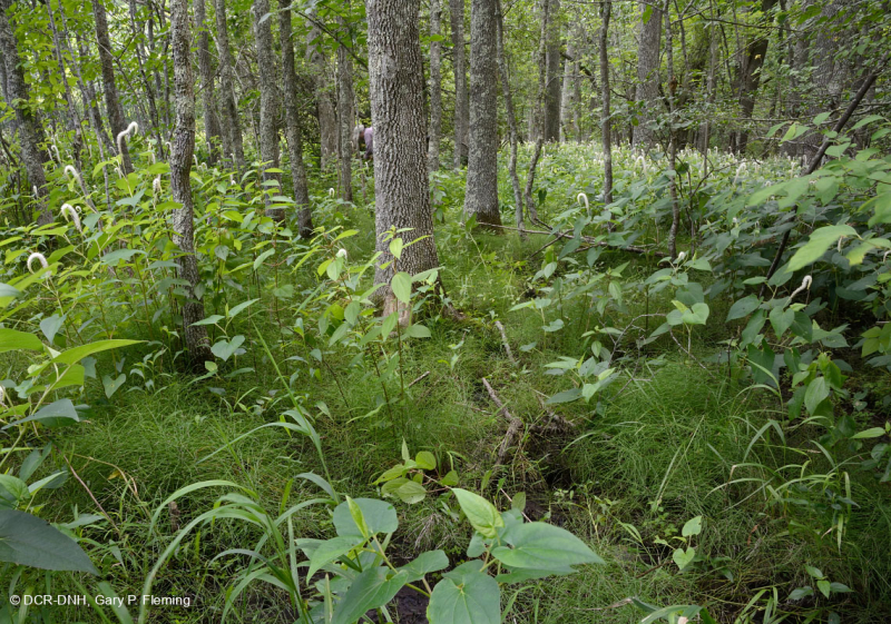 مستنقع الخشب الصلب المد والجزر في المياه العذبة - CEGL006287