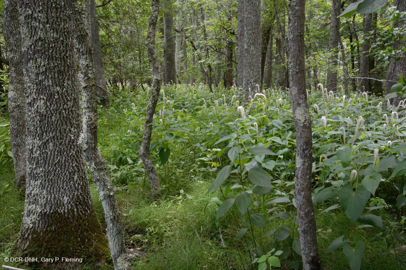 مستنقع الخشب الصلب المد والجزر في المياه العذبة - CEGL006287