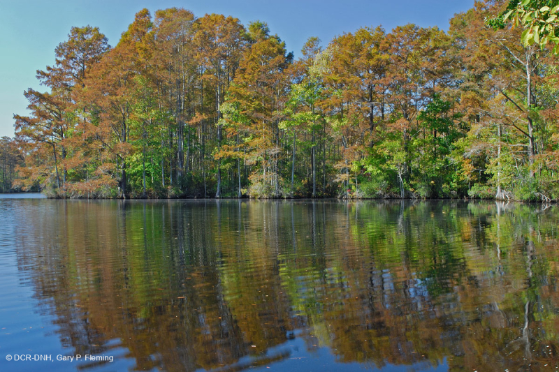 توبيلو توبيلو المد والجزر - مستنقع السرو الأصلع - CEGL004651