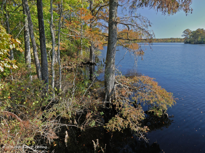 توبيلو توبيلو المد والجزر - مستنقع السرو الأصلع - CEGL004651