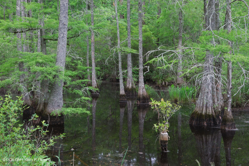 توبيلو توبيلو المد والجزر - مستنقع السرو الأصلع - CEGL004651