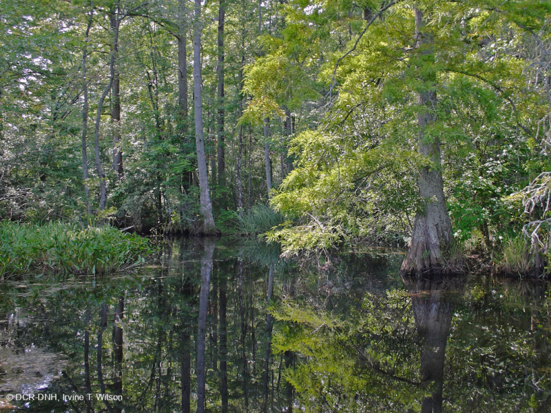 توبيلو توبيلو المد والجزر - مستنقع السرو الأصلع - CEGL004651<br />
 