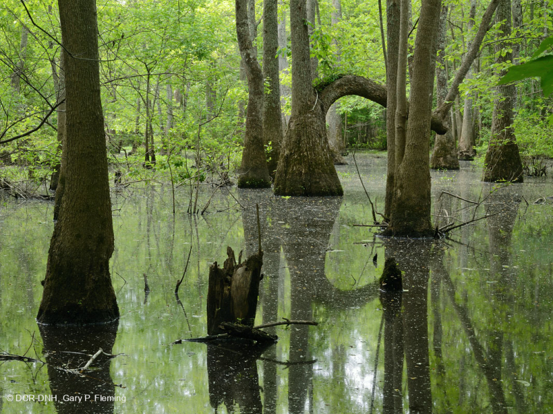 شجر السرو الأصلع - مستنقع ماء توبيلو براون ووتر - CEGL007431