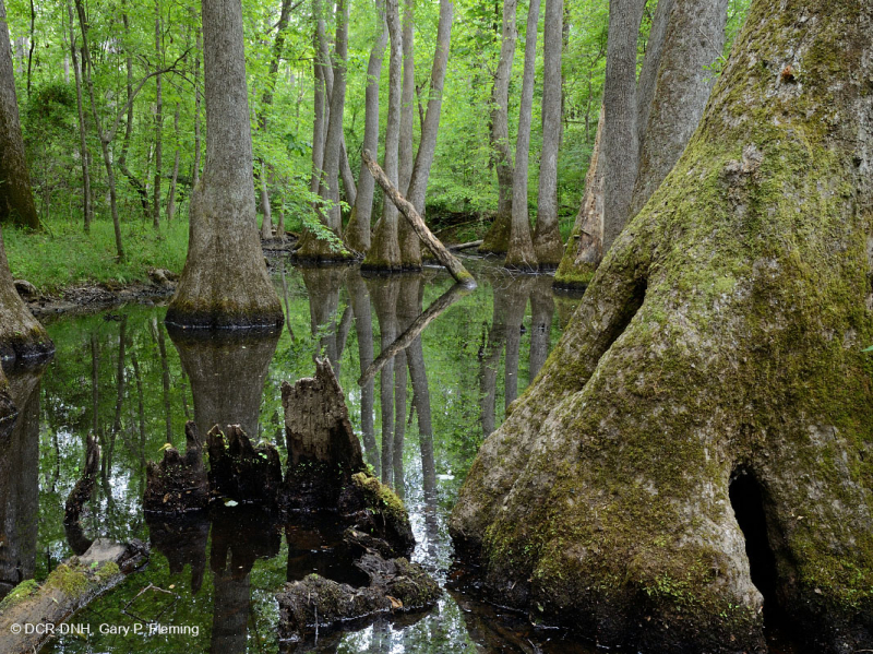 شجر السرو الأصلع - مستنقع ماء توبيلو براون ووتر - CEGL007431