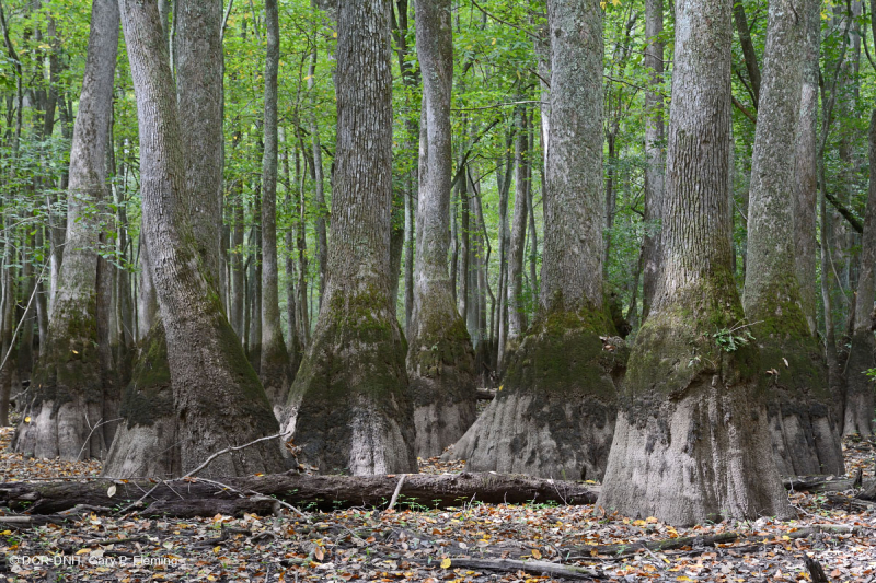 شجر السرو الأصلع - مستنقع ماء توبيلو براون ووتر - CEGL007431