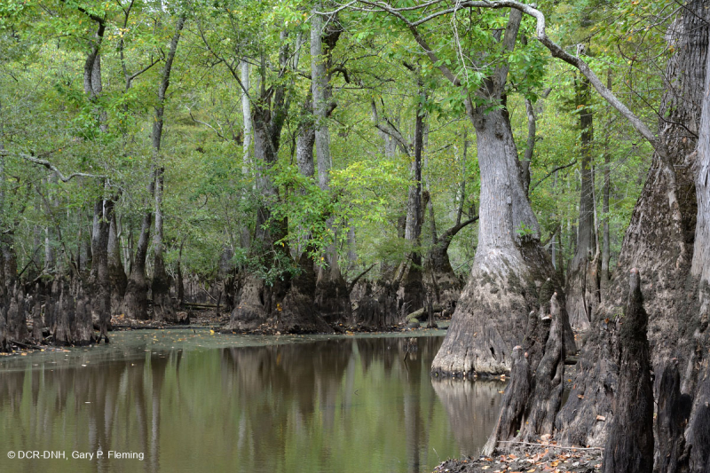 شجر السرو الأصلع - مستنقع ماء توبيلو براون ووتر - CEGL007431