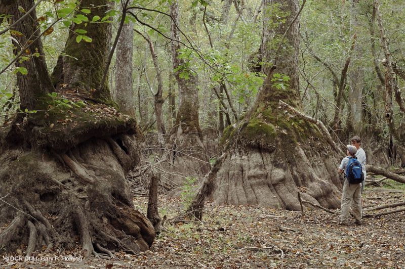 شجر السرو الأصلع - مستنقع ماء توبيلو براون ووتر - CEGL007431