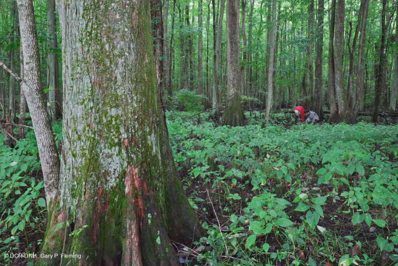 شجر السرو الأصلع - مستنقع ماء توبيلو براون ووتر - CEGL007431