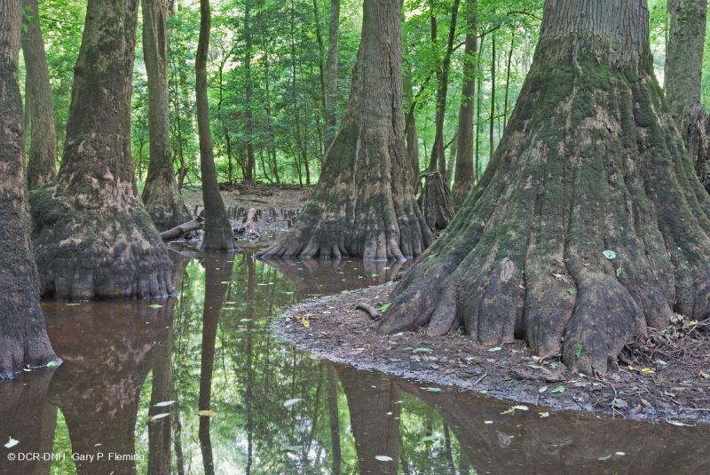 شجر السرو الأصلع - مستنقع ماء توبيلو براون ووتر - CEGL007431
