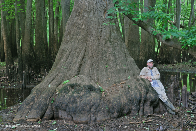 شجر السرو الأصلع - مستنقع ماء توبيلو براون ووتر - CEGL007431