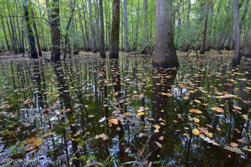 شجر السرو الأصلع - مستنقع ماء توبيلو براون ووتر - CEGL007431