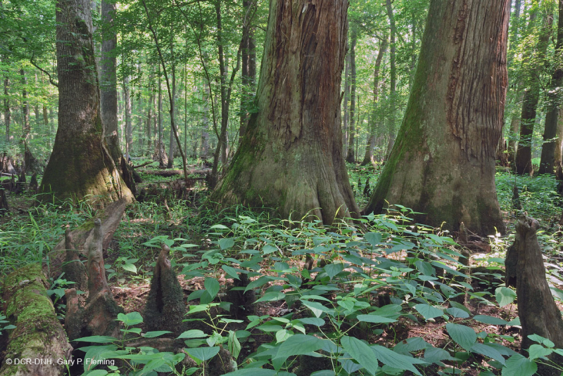 شجر السرو الأصلع - مستنقع ماء توبيلو براون ووتر - CEGL007431