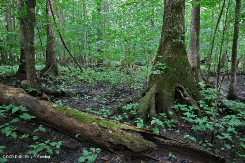 السرو الأصلع - مستنقع توبيلو المختلط المتوسط - CEGL007432