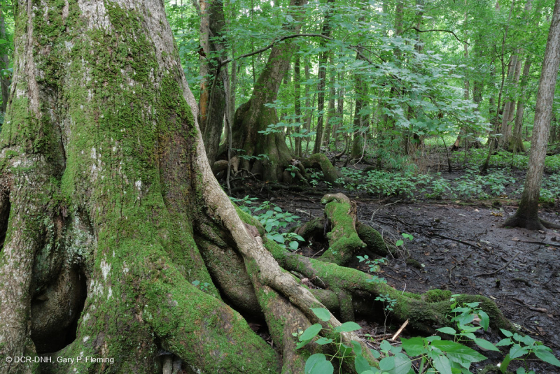 السرو الأصلع - مستنقع توبيلو المختلط المتوسط - CEGL007432