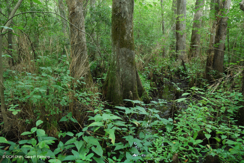 السرو الأصلع - مستنقع توبيلو المختلط المتوسط - CEGL007432