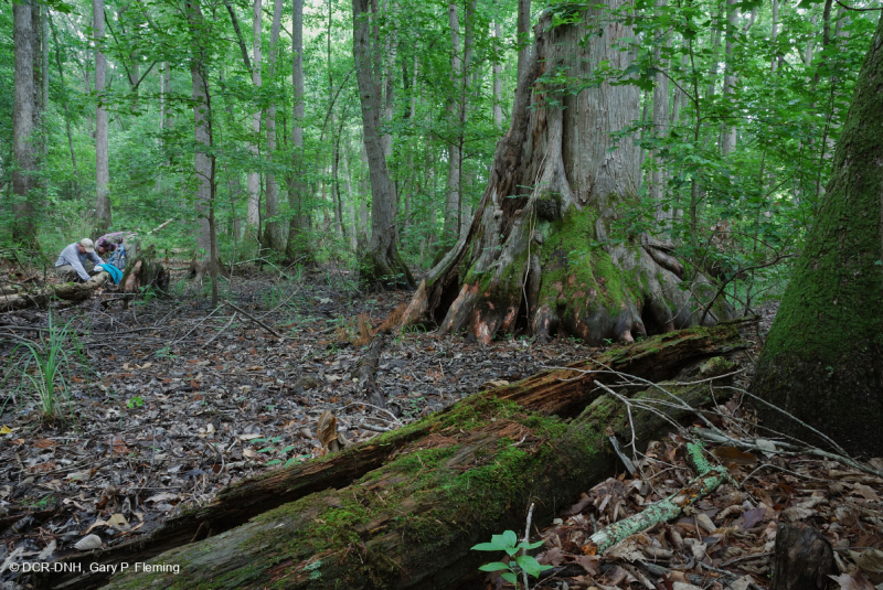 السرو الأصلع - مستنقع توبيلو المختلط المتوسط - CEGL007432